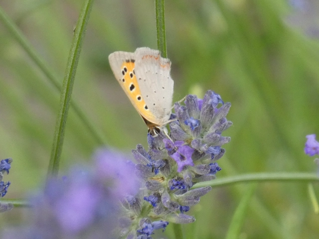 Lycaena phlaeas - közönséges tűzlepke