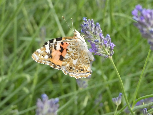 Vanessa cardui - bogáncslepke