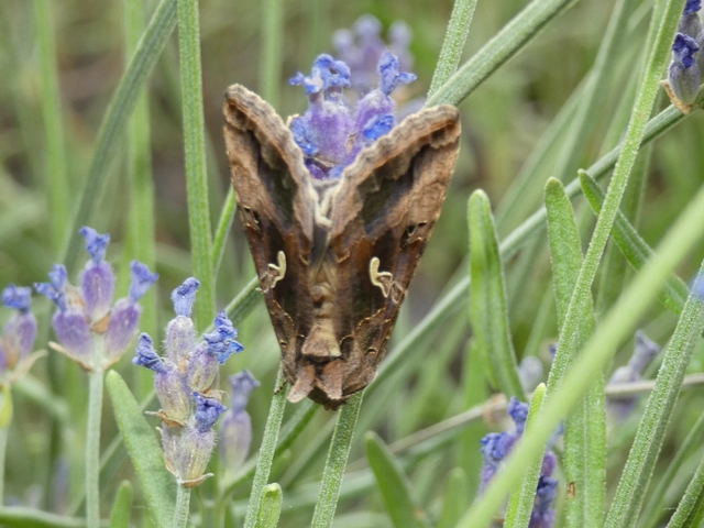 Autographa gamma - gammalepke