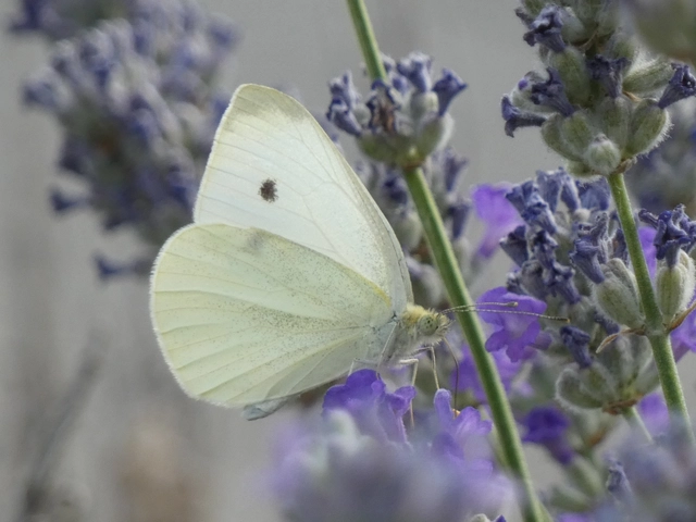 Pieris rapae - répalepke