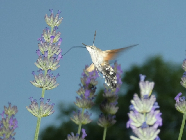 Macroglossum stellatarum - kacsafarkú szender