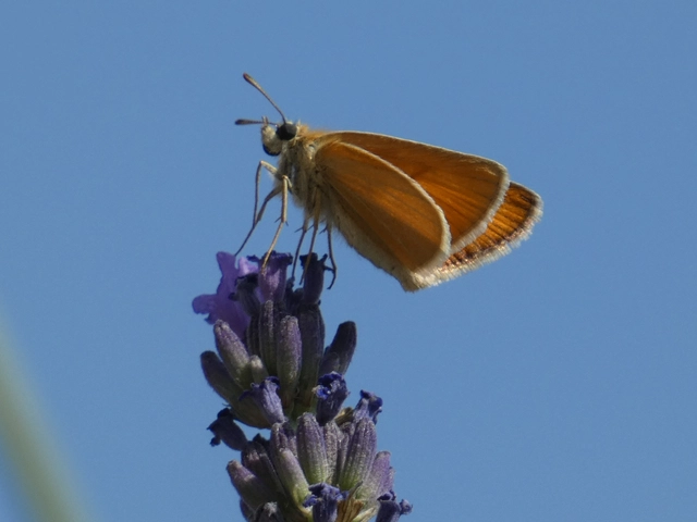 Thymelicus lineola - vonalas busalepke
