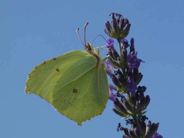Gonepteryx rhamni - citromlepke