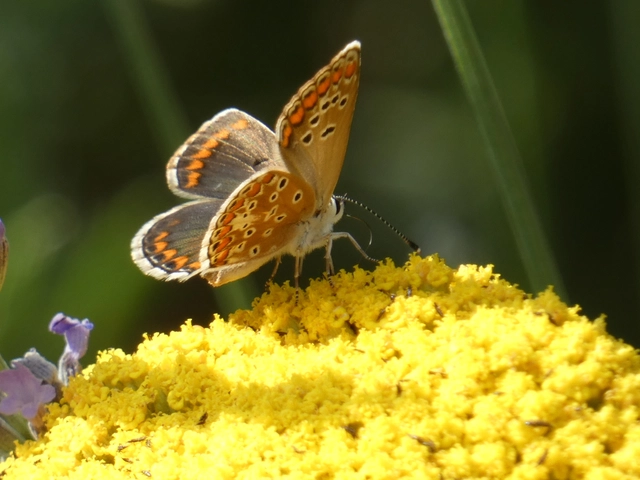 Aricia agestis - szerecsenboglárka