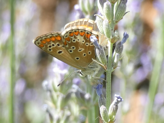 Aricia agestis - szerecsenboglárka