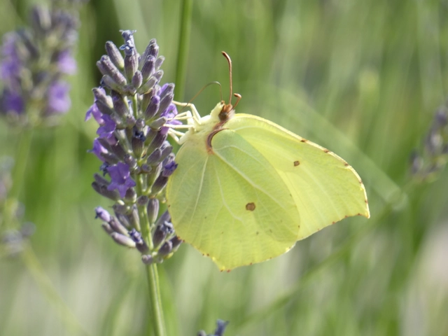 Gonepteryx rhamni - citromlepke
