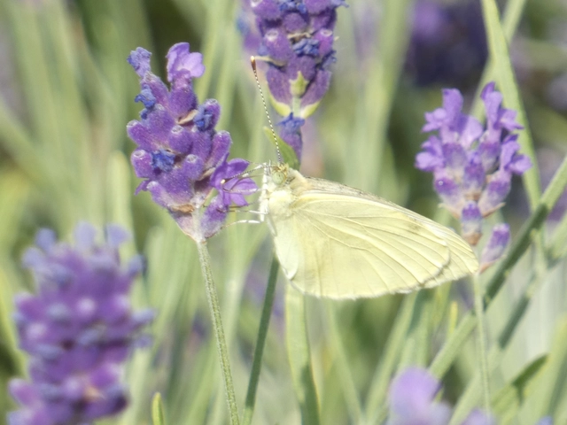 Pieris rapae - répalepke