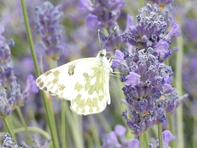 Pontia edusa - rezedalepke