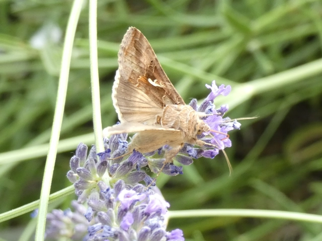 Autographa gamma - gammalepke