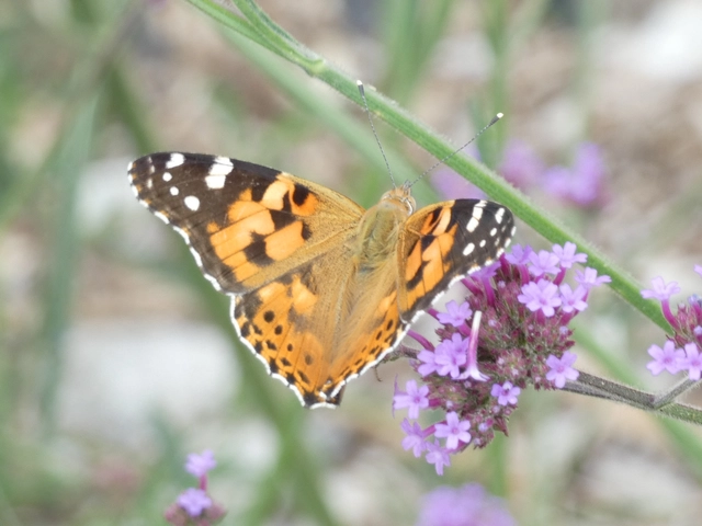 Vanessa cardui - bogáncslepke