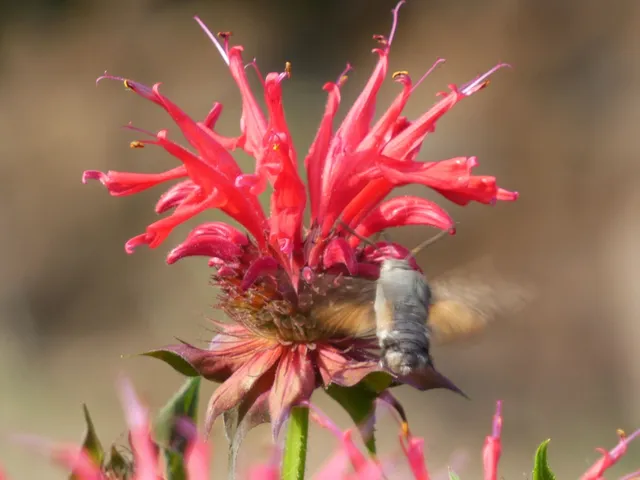 Macroglossum stellatarum - kacsafarkú szender