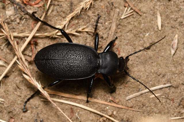 Carabus coriaceus - bőrfutrinka