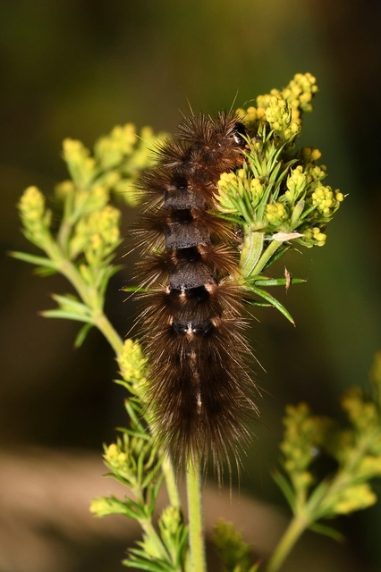 Watsonarctia deserta - tarka medvelepke
