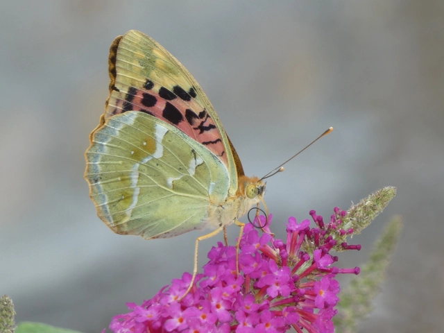 Argynnis pandora - zöldes gyöngyházlepke