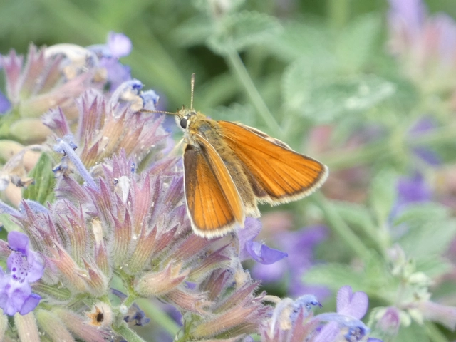 Thymelicus lineola - vonalas busalepke