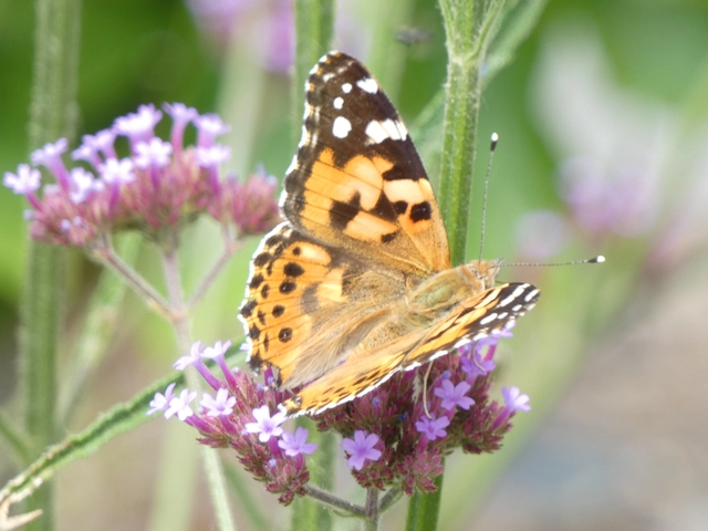 Vanessa cardui - bogáncslepke