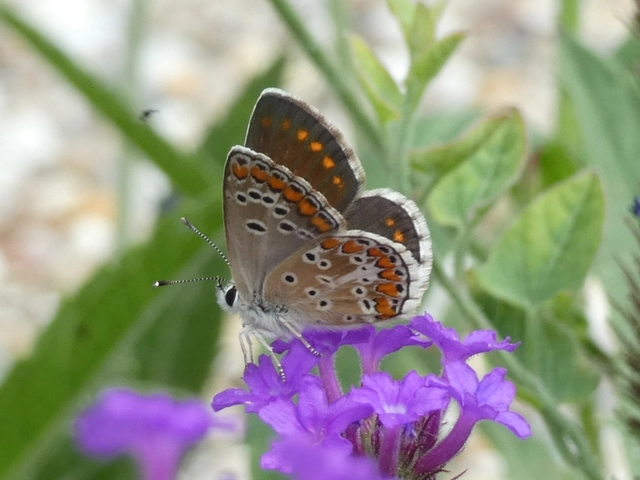Aricia agestis - szerecsenboglárka