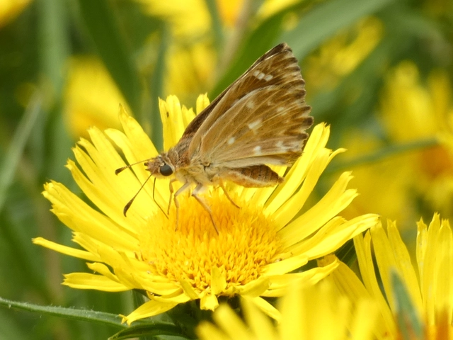 Carcharodus alceae - mályva-busalepke