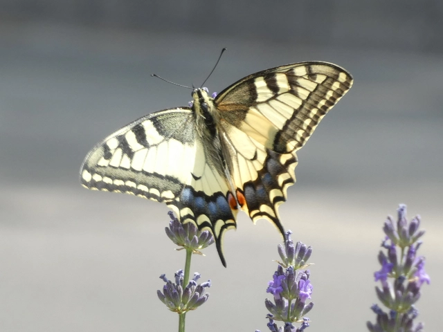 Papilio machaon - fecskefarkú lepke