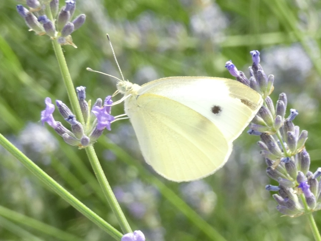 Pieris rapae - répalepke