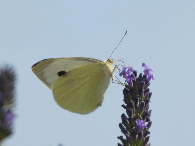 Pieris brassicae - káposztalepke