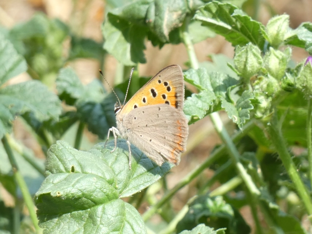 Lycaena phlaeas - közönséges tűzlepke