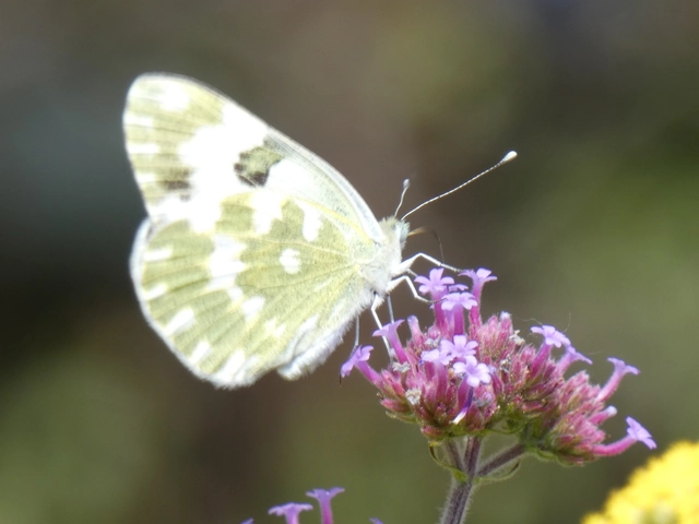 Pontia edusa - rezedalepke