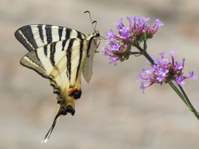 Iphiclides podalirius - kardoslepke