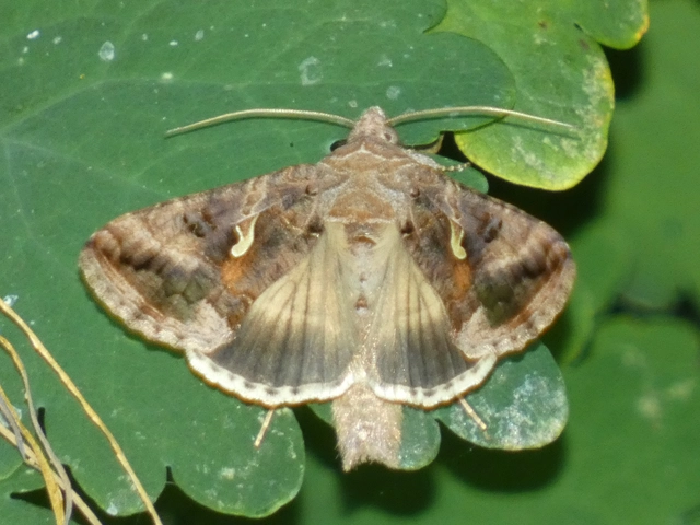 Autographa gamma - gammalepke