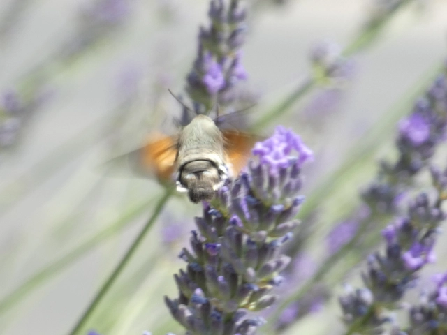 Macroglossum stellatarum - kacsafarkú szender