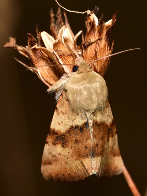 Heliothis viriplaca - mácsonyabagoly