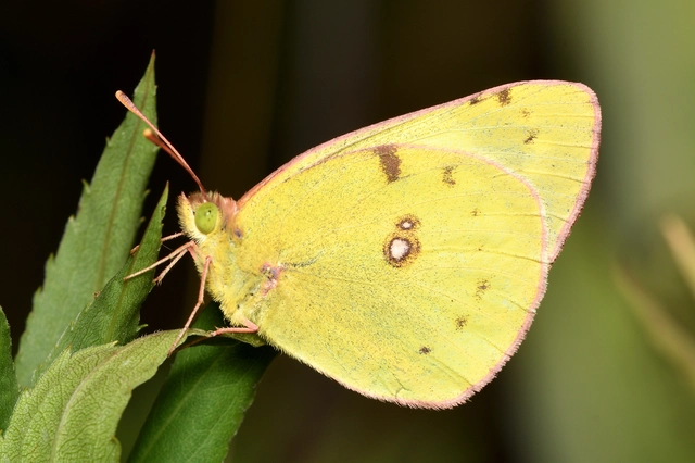 Colias hyale - kéneslepke