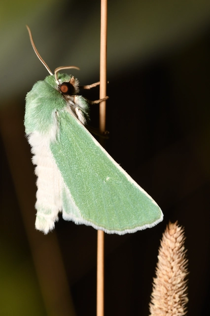 Calamia immaculata - zöld sztyepbagoly