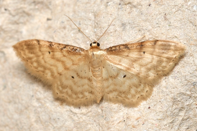 Idaea fuscovenosa - szürkeszélű apróaraszoló