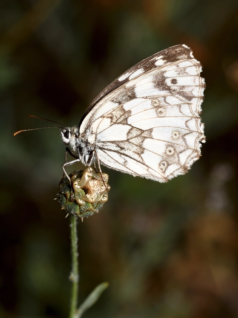 Melanargia galathea - sakktáblalepke