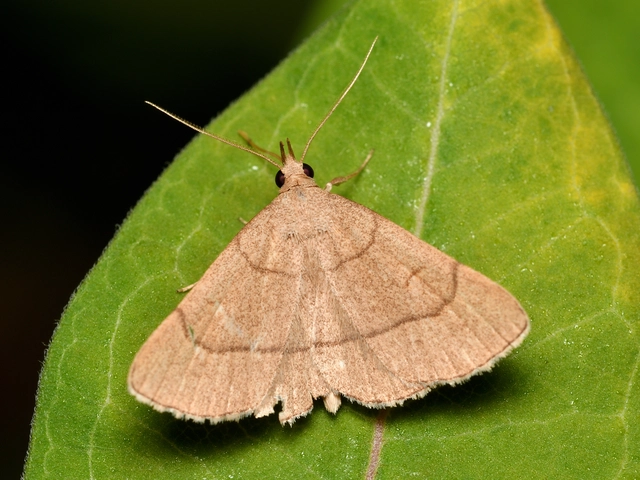 Paracolax tristalis - sárgás karcsúbagoly