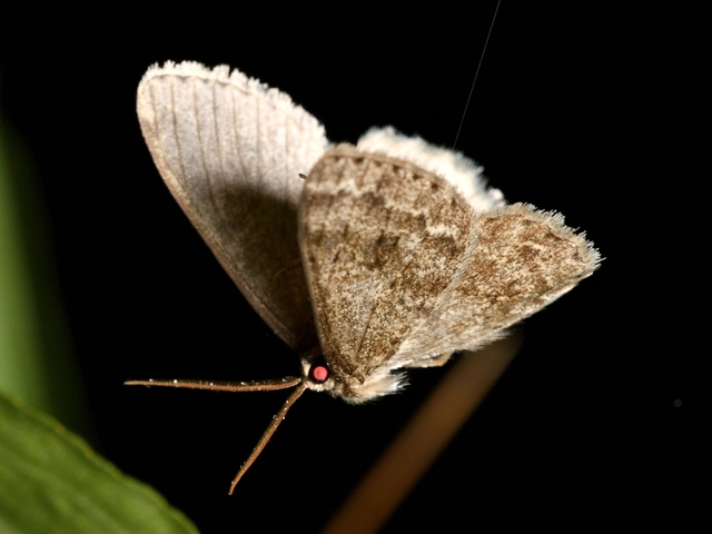 Ectropis crepuscularia - avararaszoló