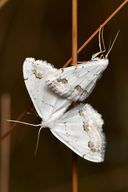 Scopula ornata - díszes fehéraraszoló
