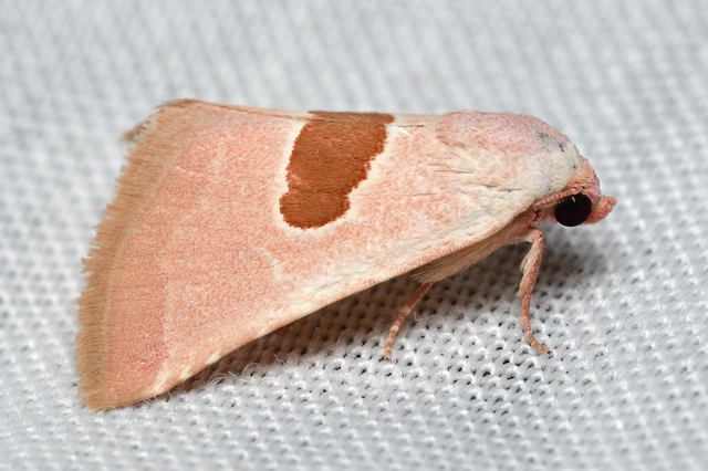 Calymma communimacula - pajzstetűfaló bagoly