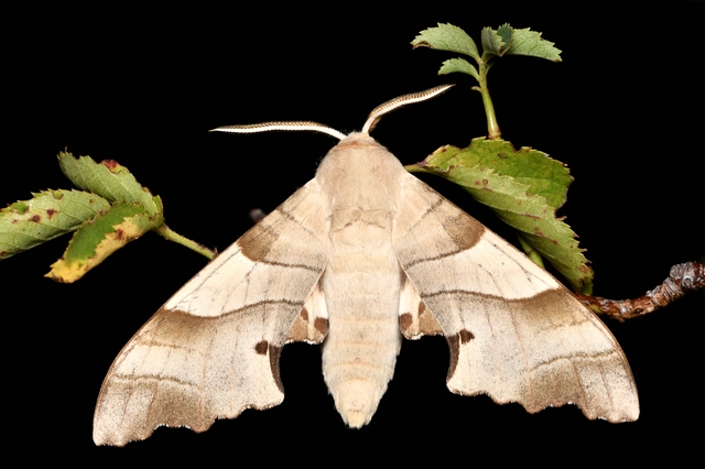 Marumba quercus - tölgyfaszender