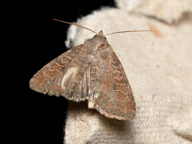 Parastichtis suspecta - sötét erdeibagoly
