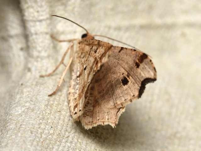 Macaria alternata - közönséges szürkearaszoló