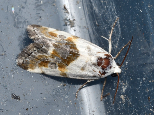 Ponometia candefacta - parlagfűbagoly