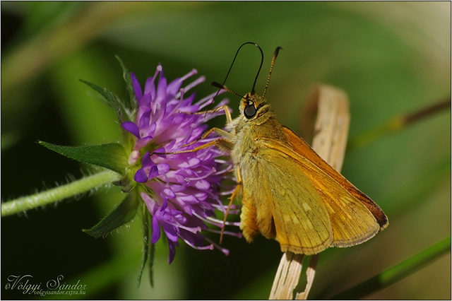 Ochlodes sylvanus - erdei busalepke