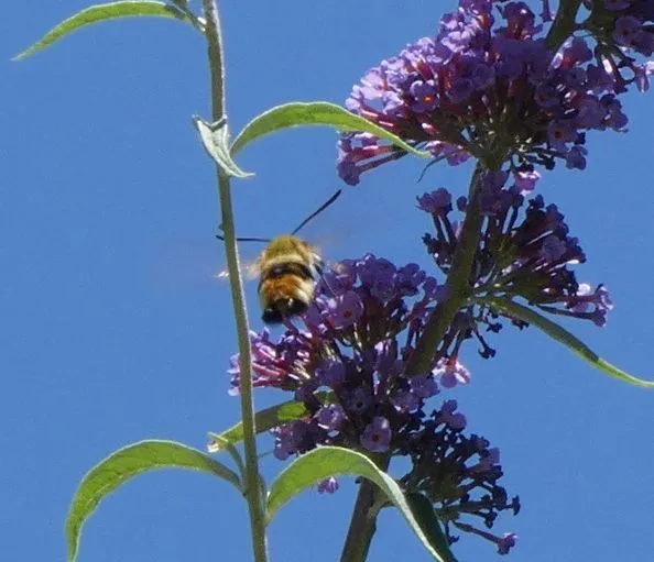 Hemaris tityus - pöszörszender Hemaris tityus - pöszörszender