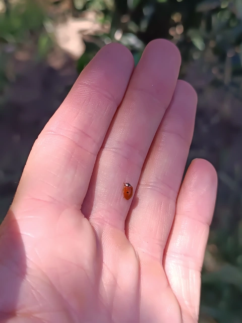 Adalia bipunctata - kétpettyes katica