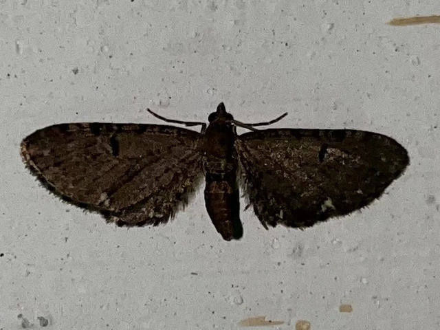 Eupithecia absinthiata - üröm-törpearaszoló