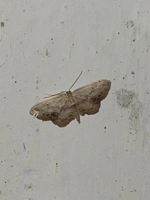 Idaea dimidiata - gyakori apróaraszoló