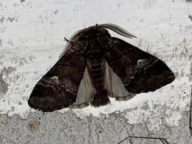 Drymonia querna - tölgyfa-púposszövő