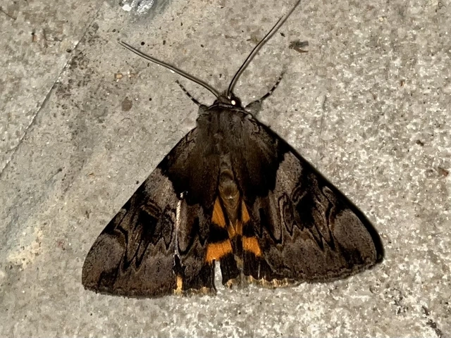 Catocala fulminea - galagonya-övesbagoly